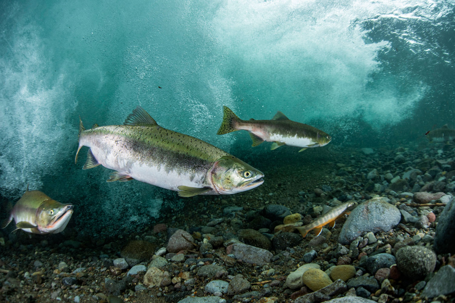 Micropolluants dans les eaux de surface